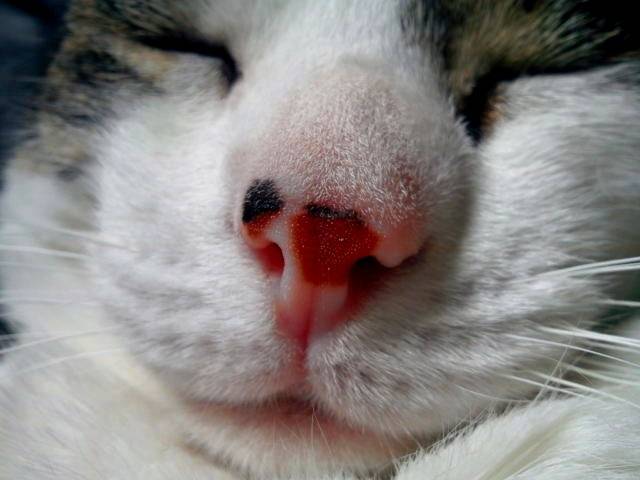 Oggy - Mâle (4 ans)