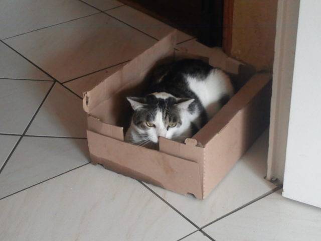 Oggy - Mâle (4 ans)