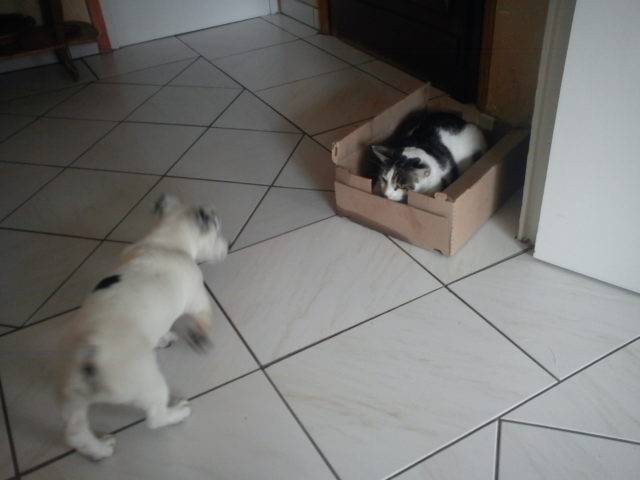 Oggy - Mâle (4 ans)