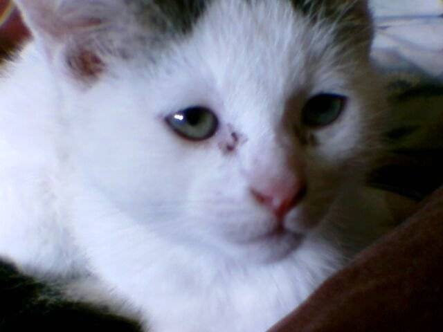 felix - Mâle (1 an)