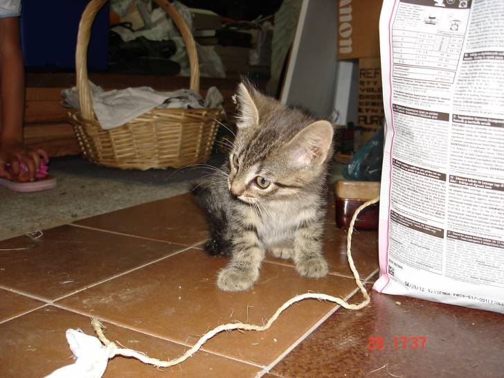 Minouchette - (3 mois)