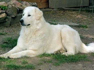 Labrador -