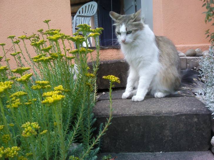 Ma Chatounette ? - (3 ans)