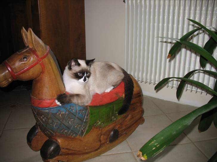 Diego - Mâle (2 ans)