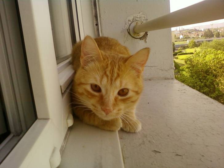 Mon chat Caramel - Mâle (11 mois)