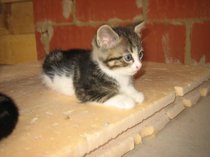 Kidibul - Mâle (3 mois)
