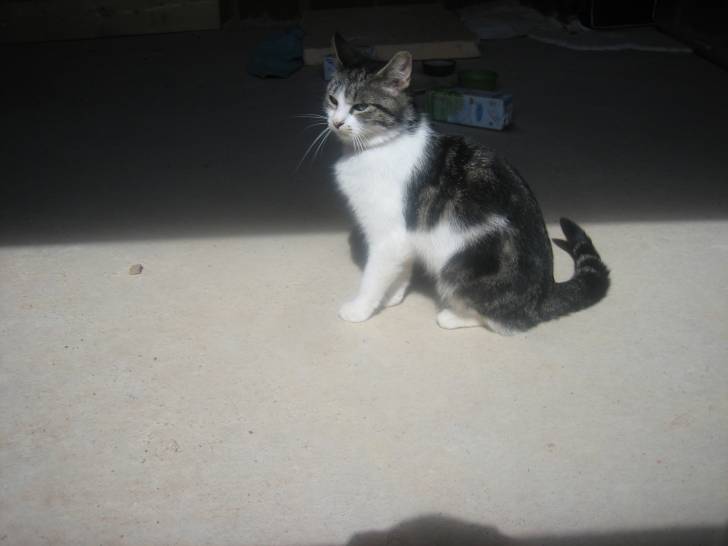 Tigresse - (2 ans)