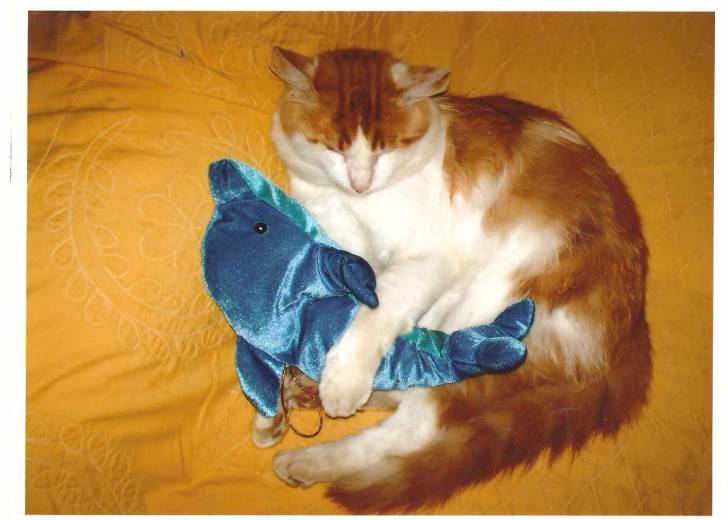 Pupuce - Mâle (6 ans)