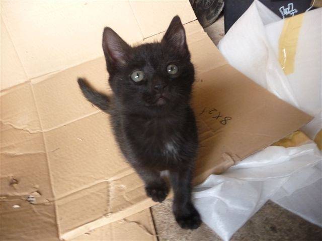 Brisy - (1 mois)