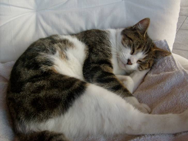 Choupinette - (3 ans)
