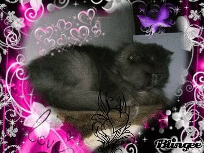 taz - Mâle (9 ans)