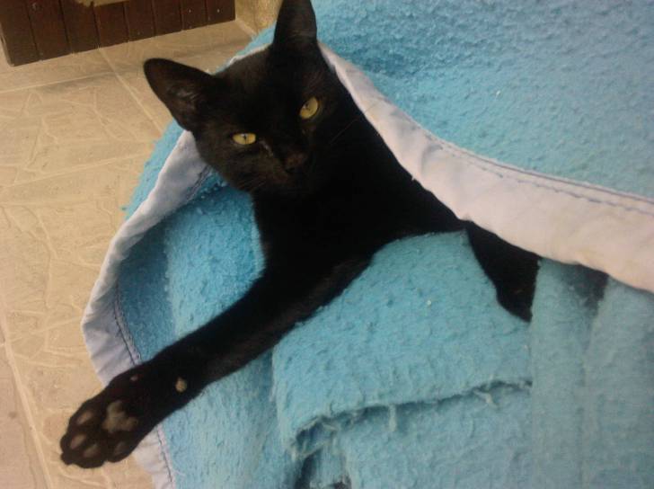 Kit-Kat - Mâle (3 ans)
