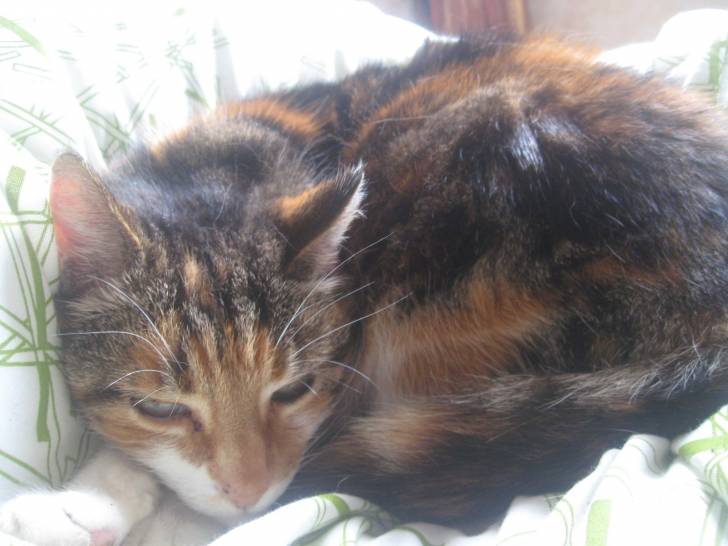 Prunelle - (7 ans)