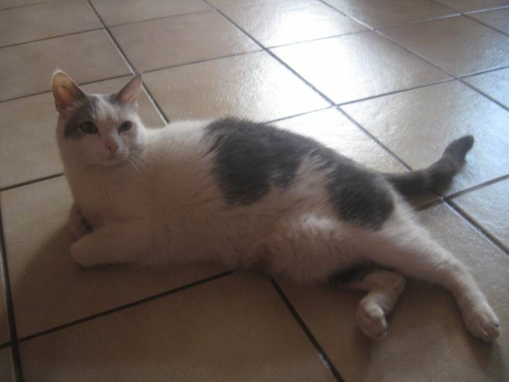 Garfield - Mâle (5 ans)