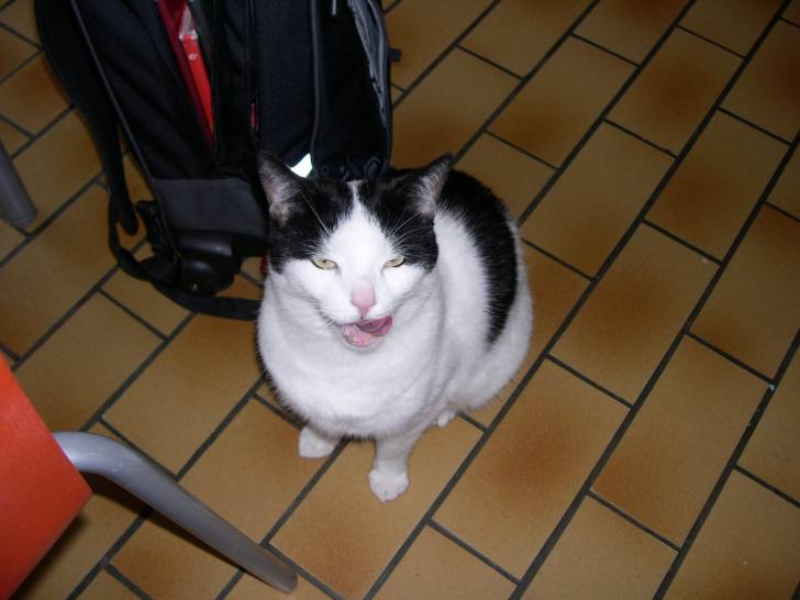 Papeno - Mâle (5 ans)