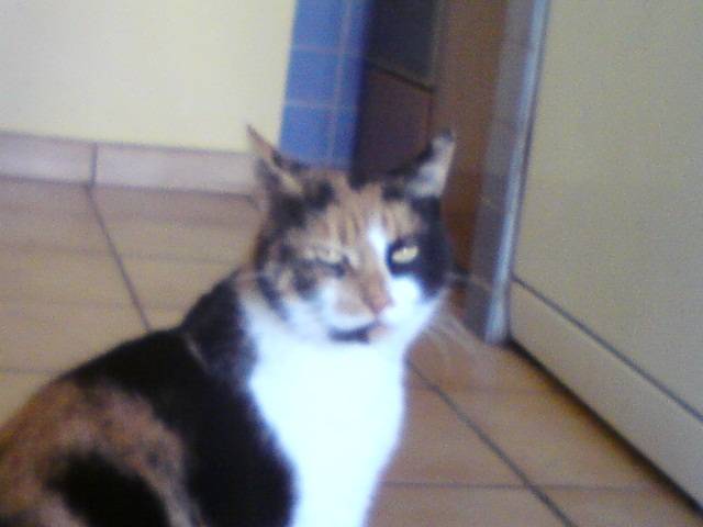 mirabelle -