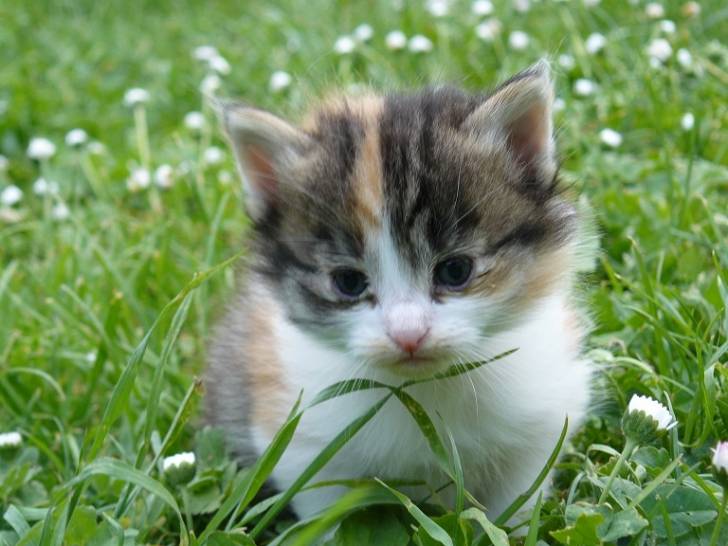 fimousse - (4 mois)