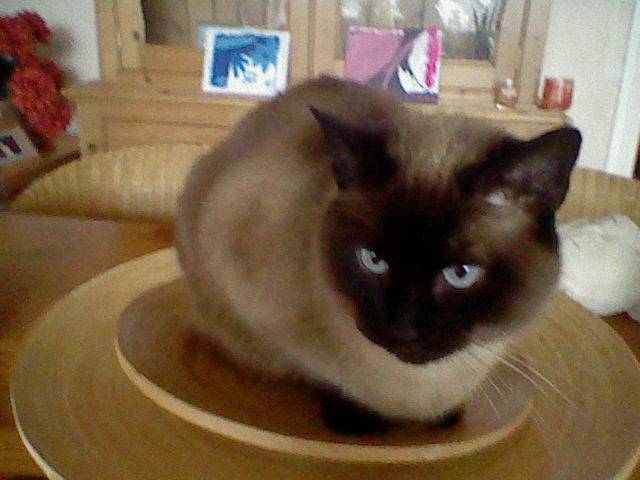 kaya - (7 ans)