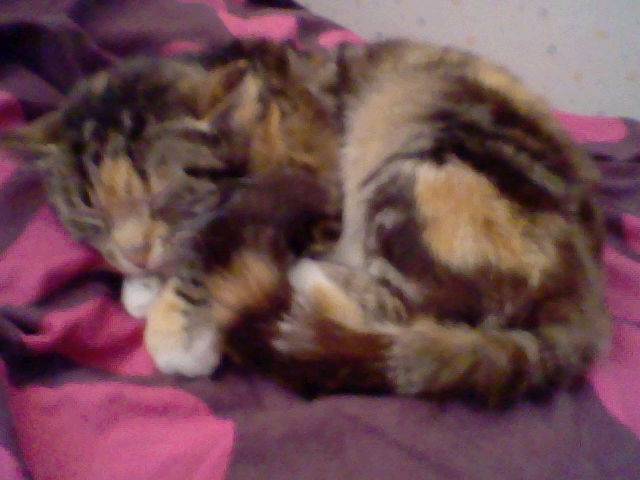 choupa - (3 ans)