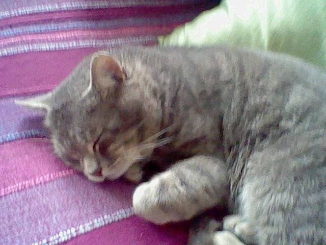 loulou - Mâle (2 ans)