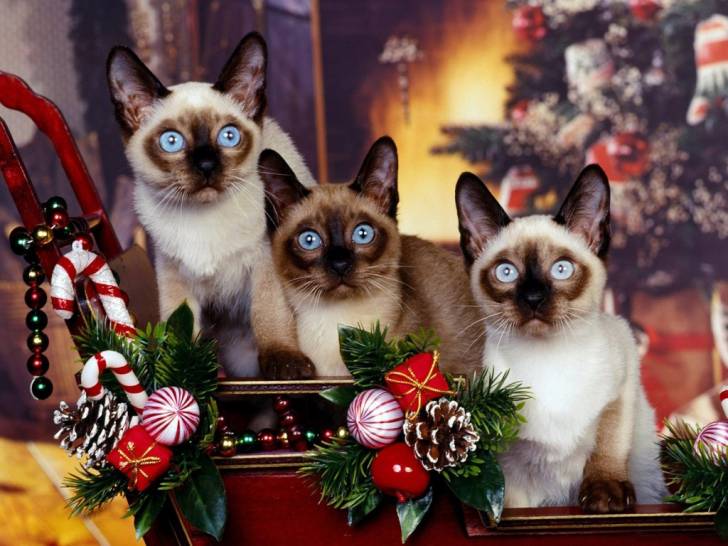 trois beaux -