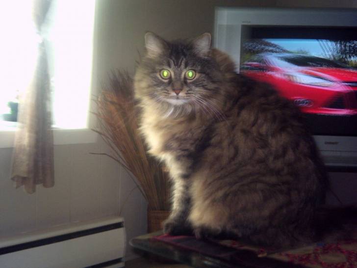 bruni - Mâle (7 ans)