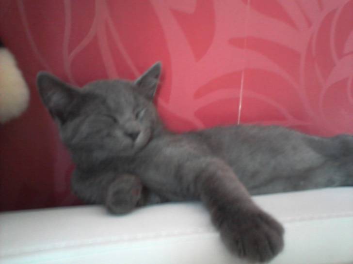 Chaton de Flora - Mâle (4 mois)