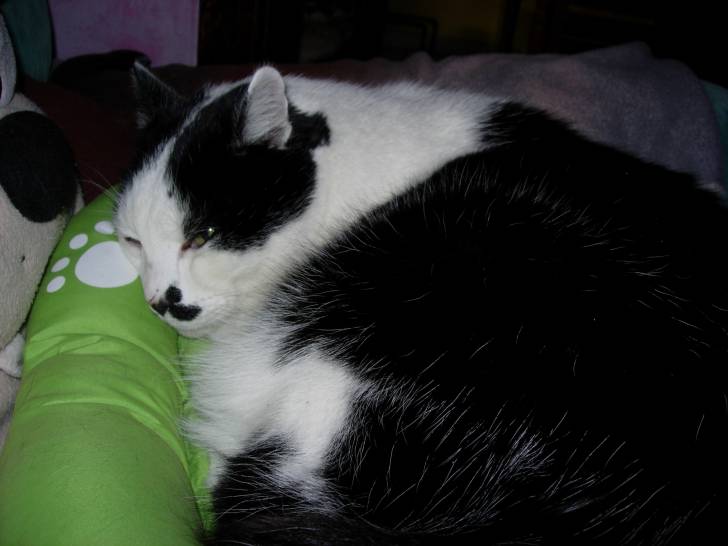 mon chat Porto - Mâle (14 ans)