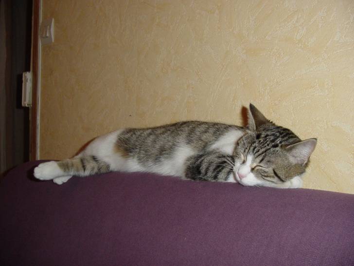 sardine - (9 ans)