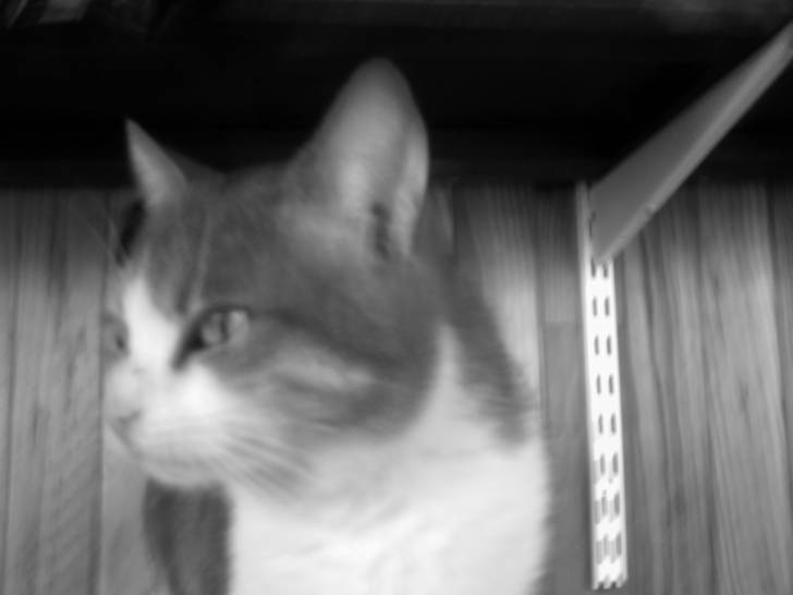 minou - Mâle (2 ans)