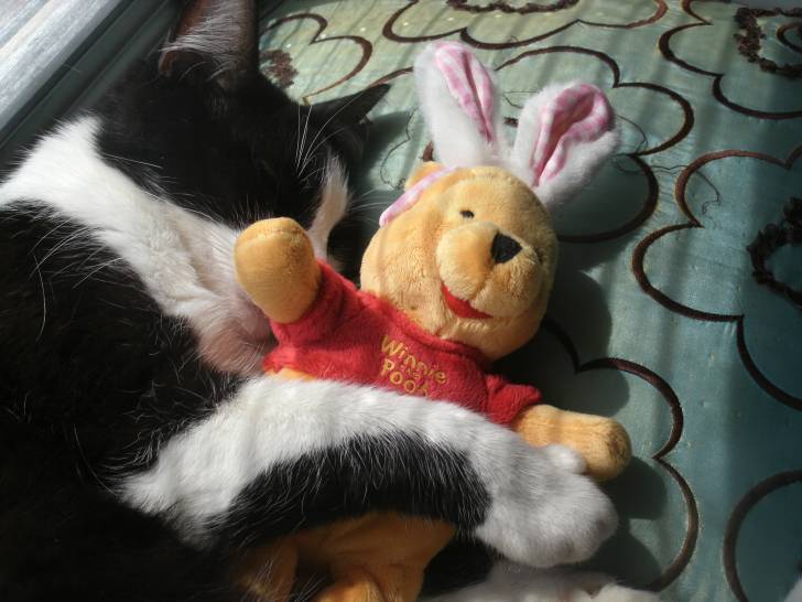 Titou - Mâle (3 ans)