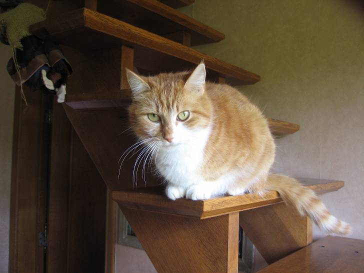 Tiboule - (8 ans)