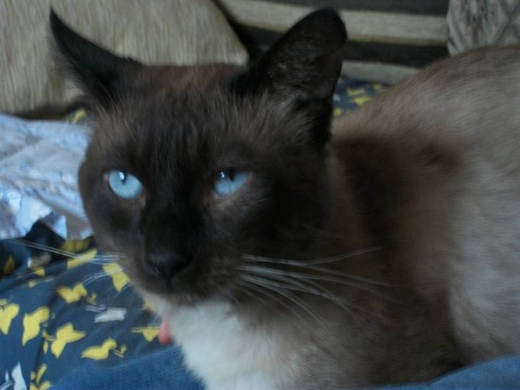 bisou - Mâle (6 ans)