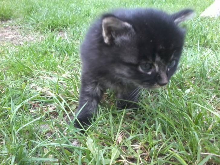Pepper - Mâle (1 mois)