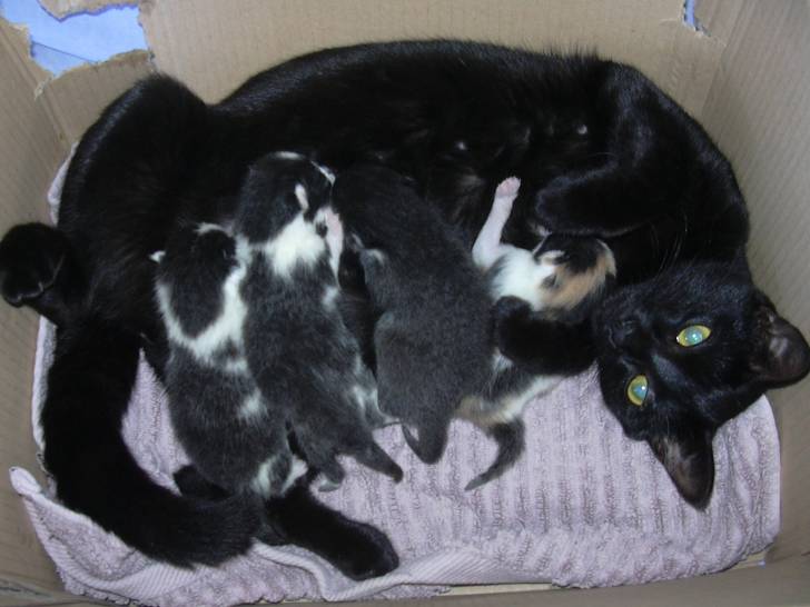 Lily et ses bébé - (4 ans)