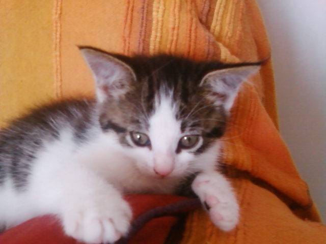 Chanel - (3 ans)