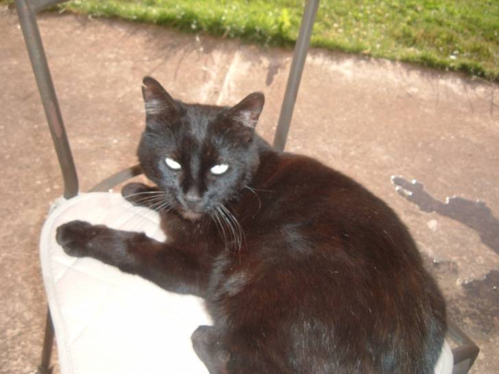 Mougly - Mâle (9 ans)