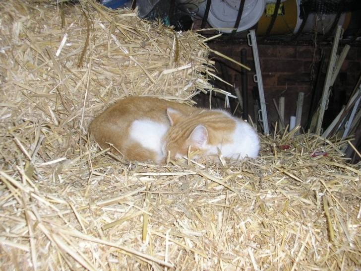 Titou(Bérliose) - Mâle (5 ans)