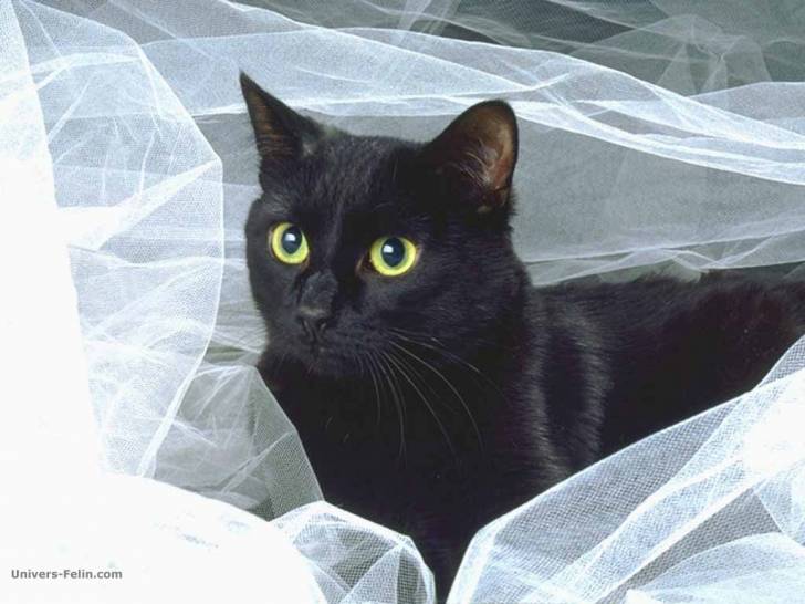 diabolo - Mâle (4 ans)