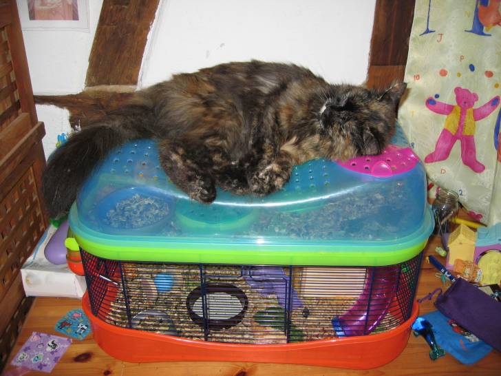 Mon chat et mes hamsters - (1 an)