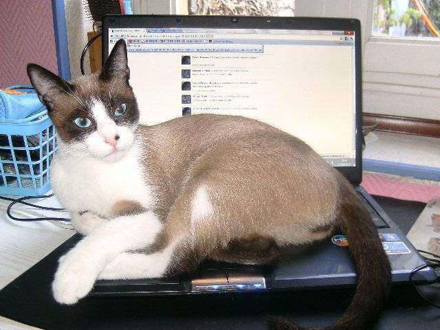 Pixel - Mâle (2 ans)