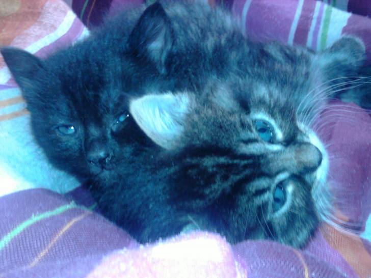 chipi et nougat chaton -