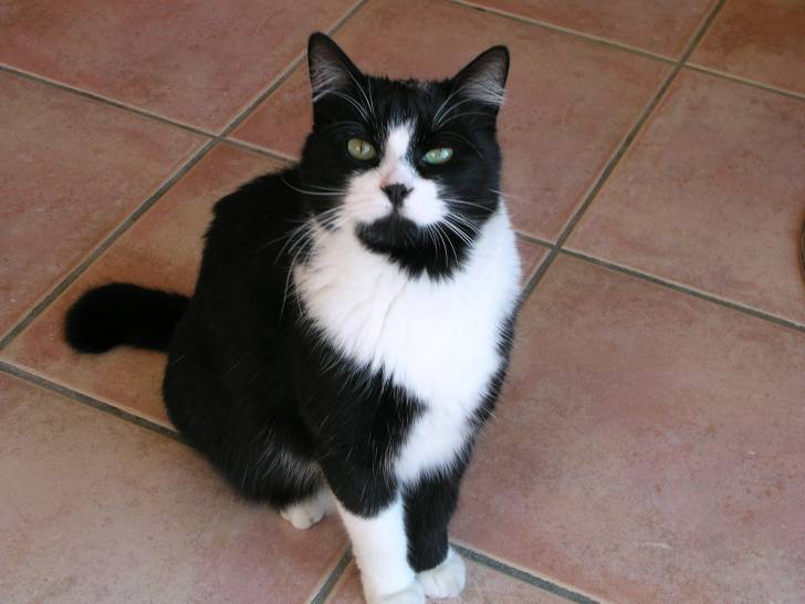 Snoopy - Mâle (3 ans)
