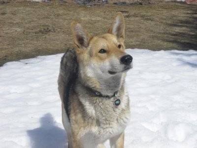Felika croisé saarloos-husky - Mâle (7 ans)