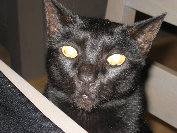 obi - Mâle (13 ans)