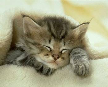 Minette - (2 mois)