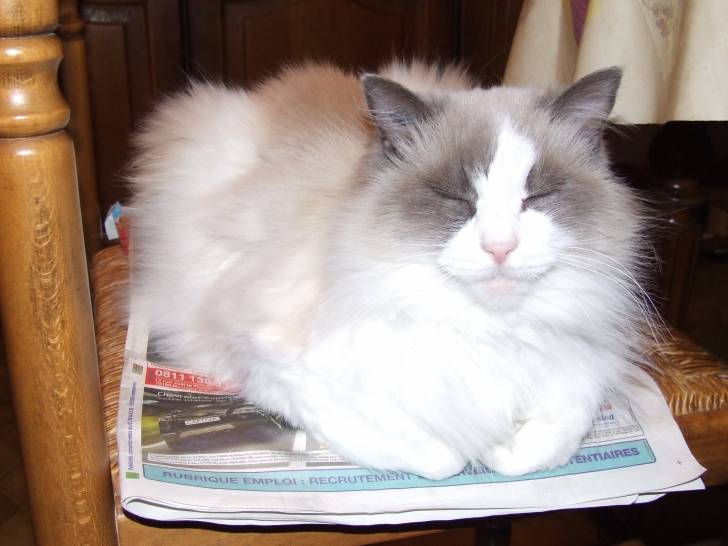 choupinette - (12 ans)