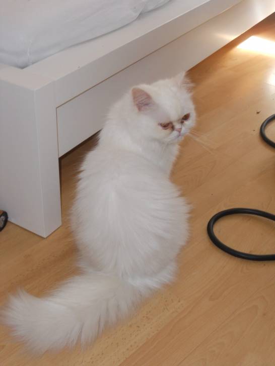 Fame - (11 mois)