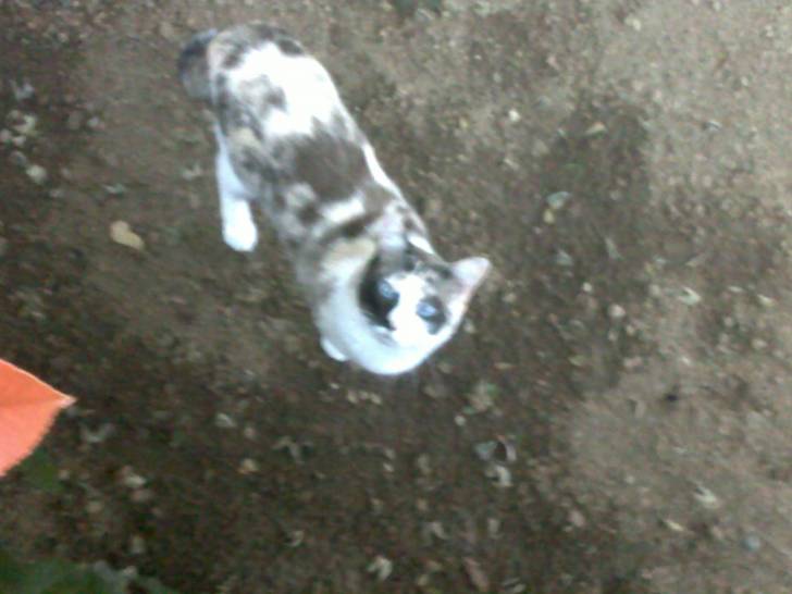 Princesse - (3 ans)