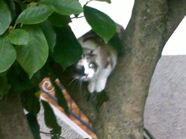 Princesse ( dans un arbre ) - (3 ans)